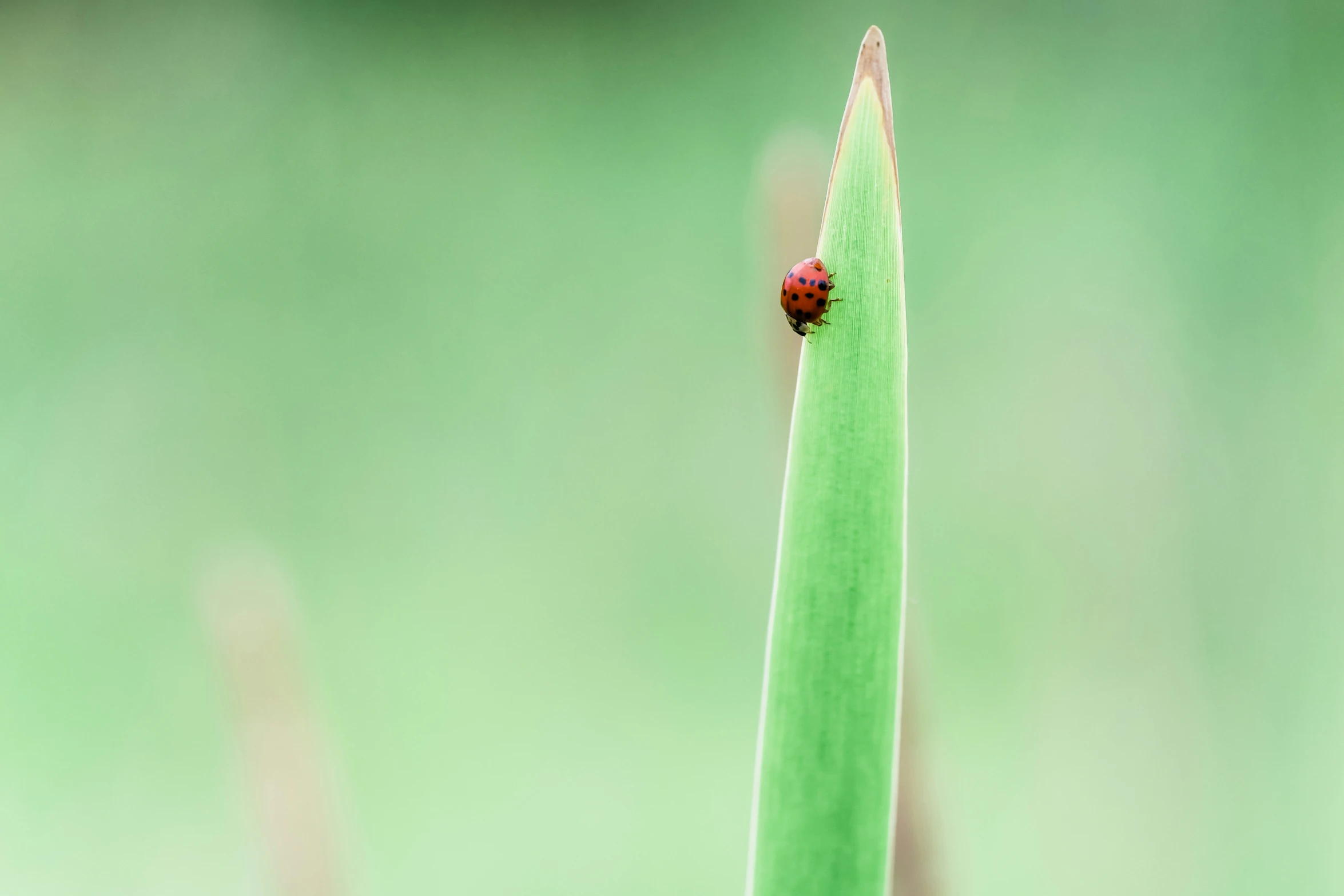 a bug is crawling on a green plant