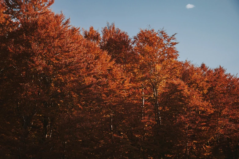 some trees with orange leaves are in the woods