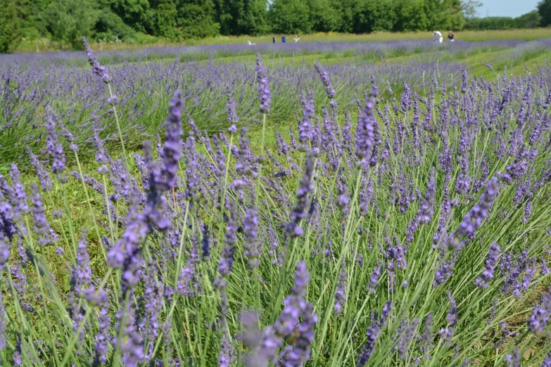 a field full of lavender and some trees