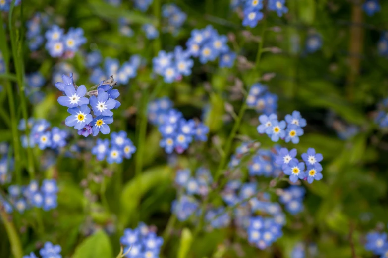 a field filled with blue wildflowers next to tall grass