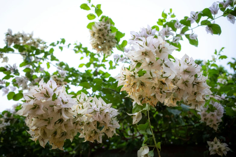 this is a closeup view of flowers with leaves