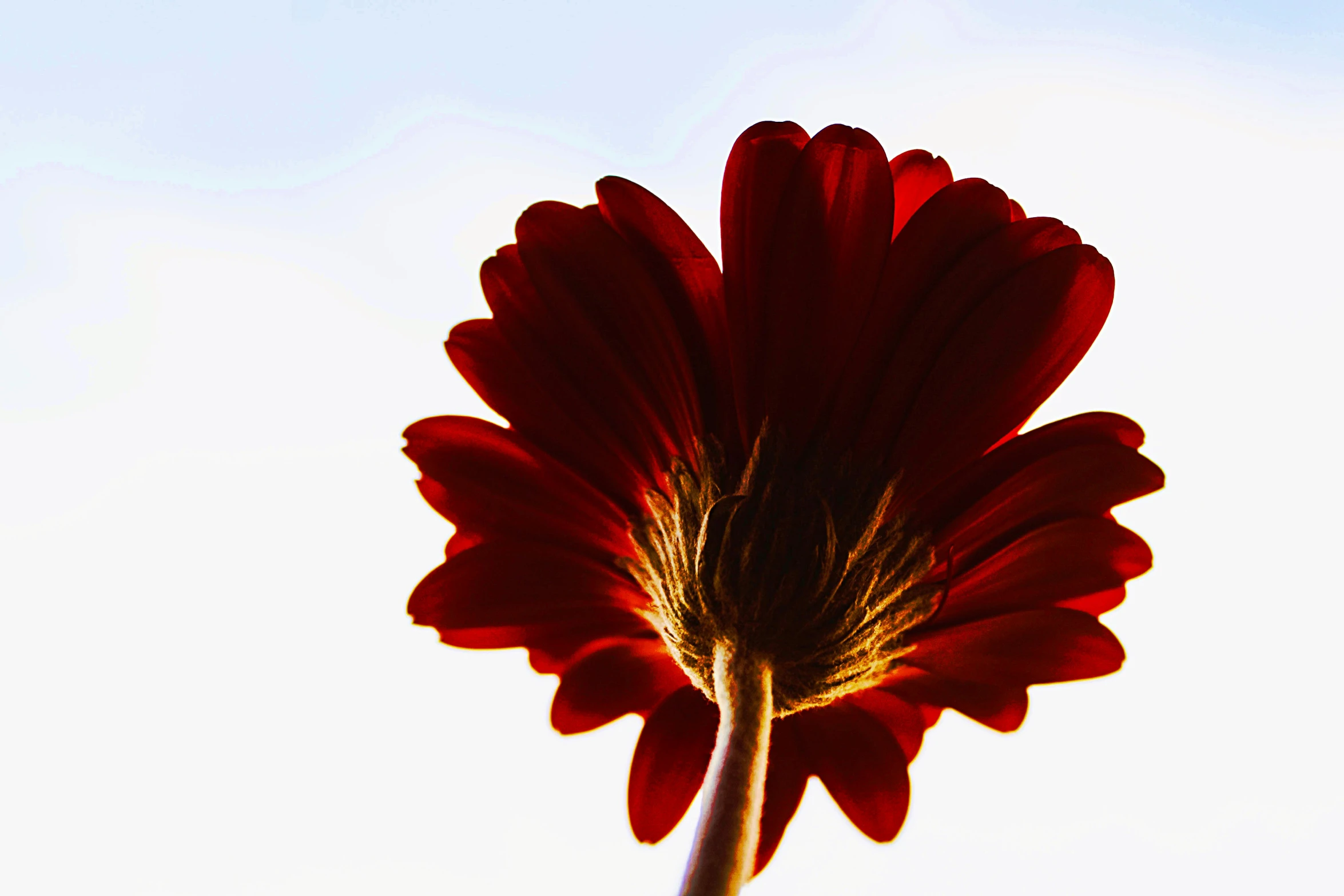 a large flower on top of a stem, looking up at the sky