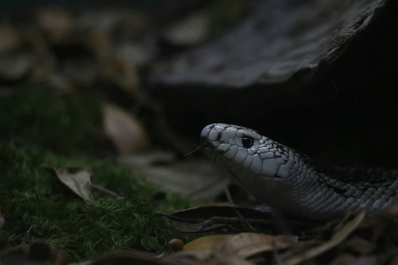 a close up of a snake on the ground