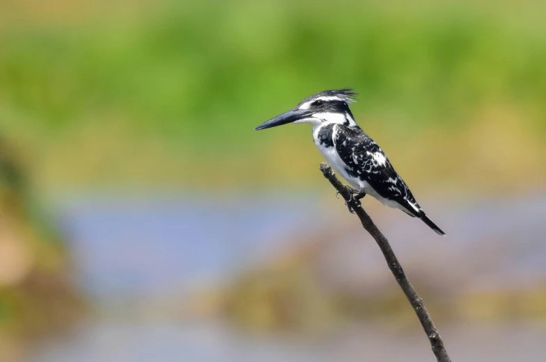 a bird sitting on top of a nch in the grass