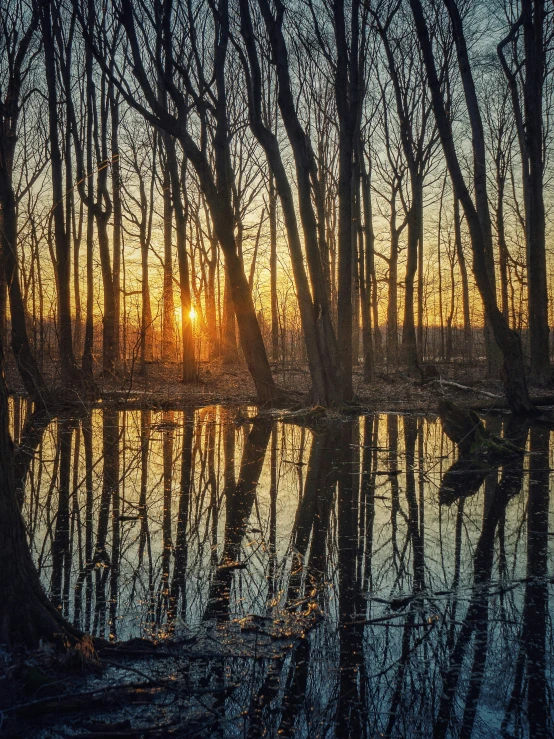 a beautiful landscape that shows the sun rising behind some trees