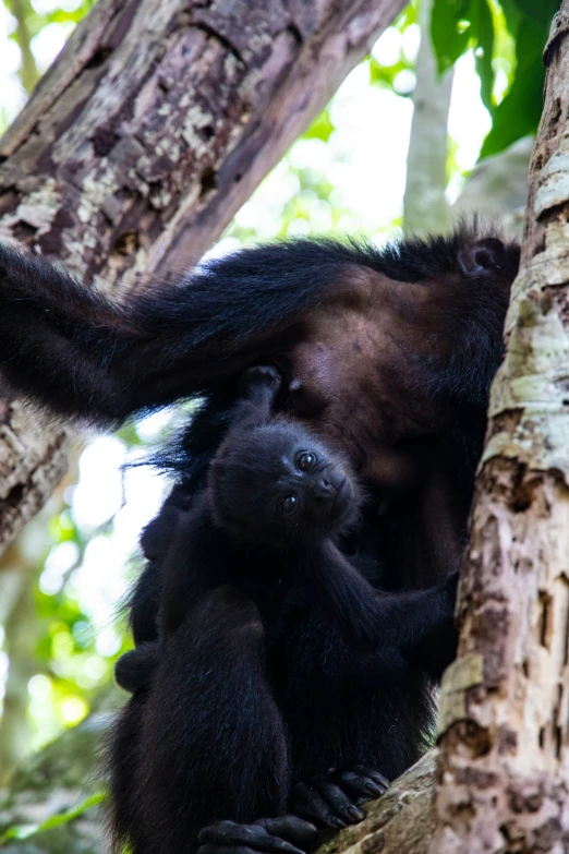 a large brown animal in a tree with its back against a nch