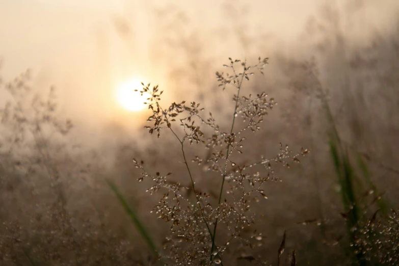 the sun shines through a foggy grass area