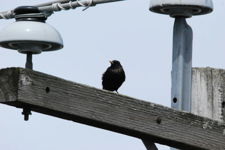 black bird on a wooden post under a light