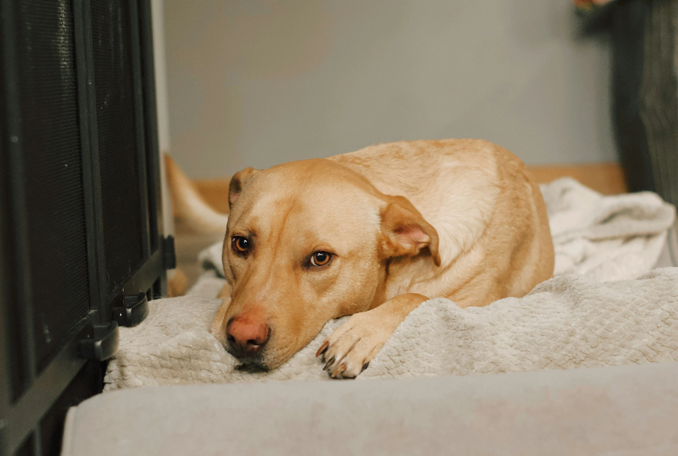 a dog laying on the ground on a blanket