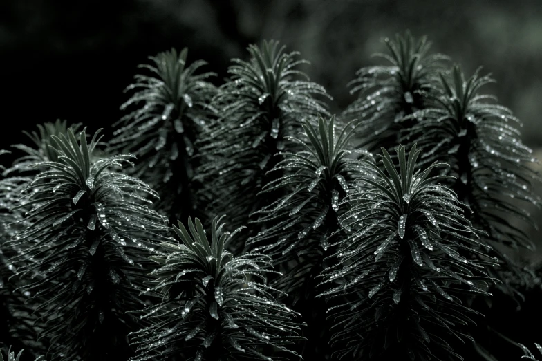 a bunch of pine needles are shown in the dark