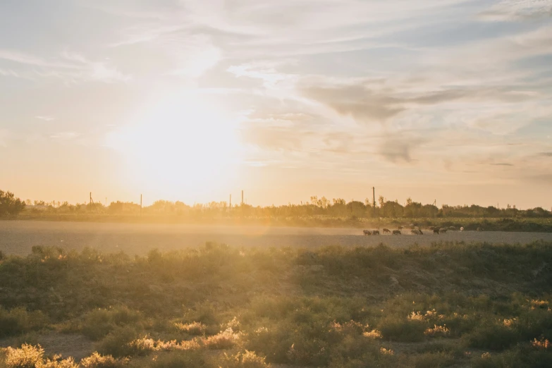 some cattle are standing on the grass with a sky background