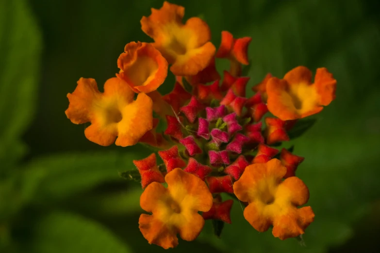 the flowers are blooming very close together