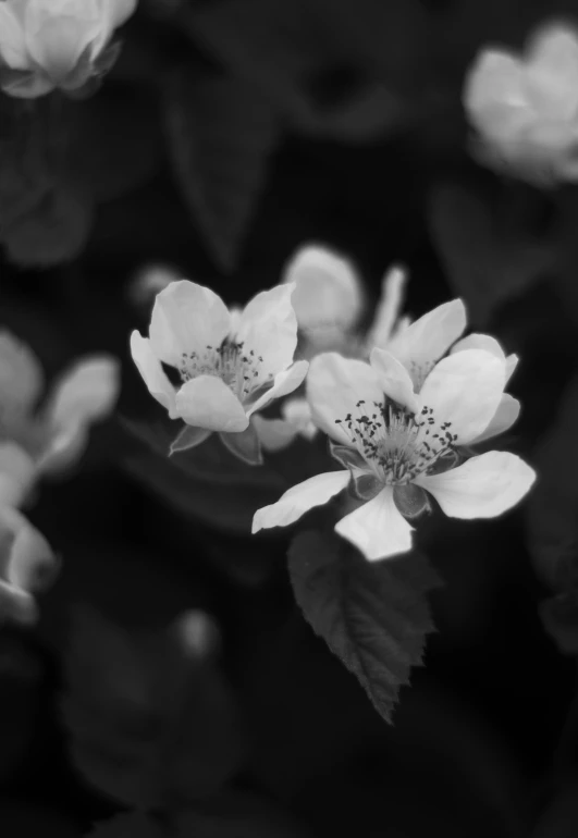 black and white flowers with green leaves