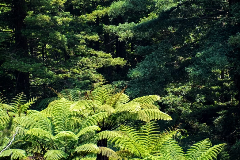 lush green fern leaves cover a mountain side