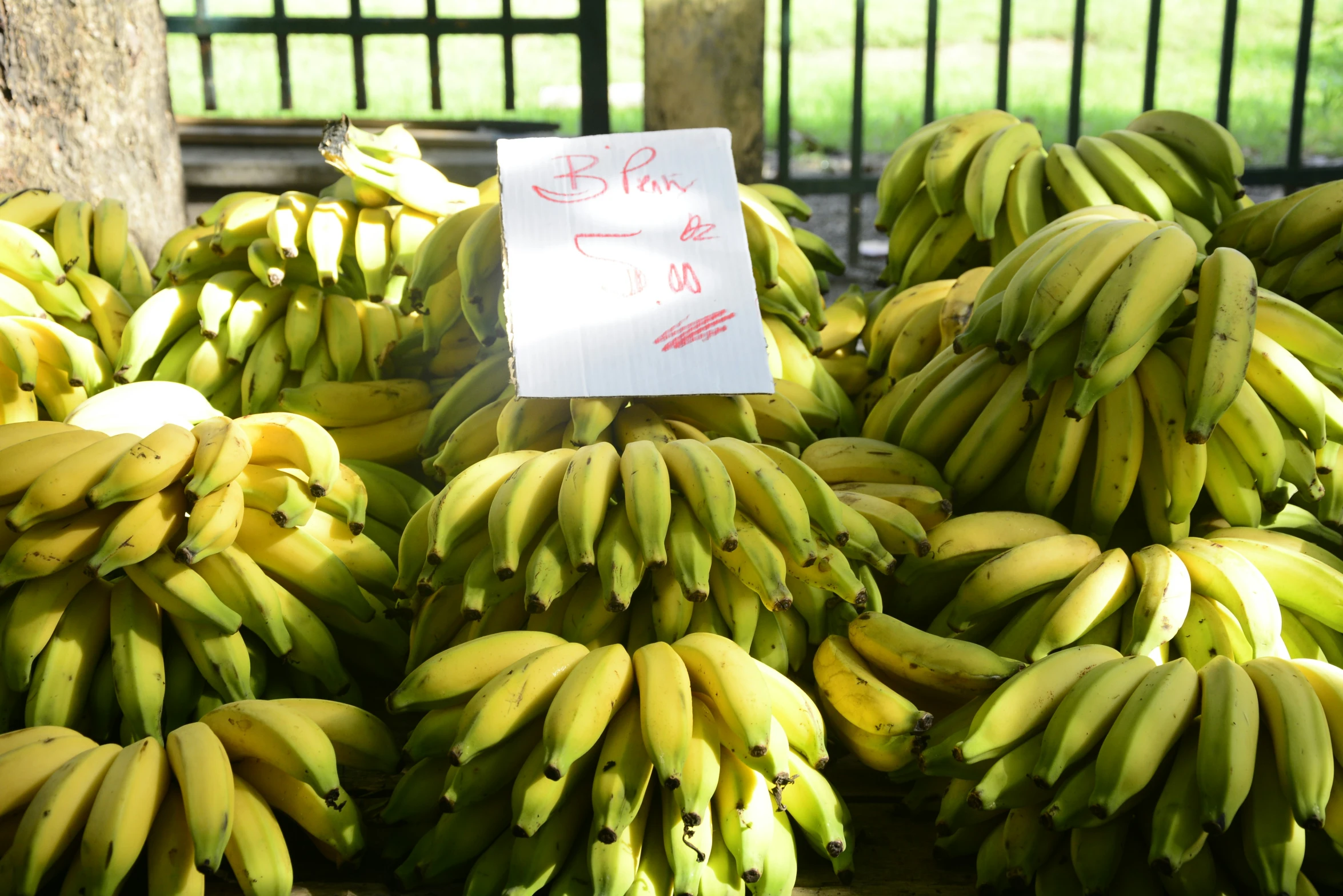 many bunches of bananas sit in bins in a yard