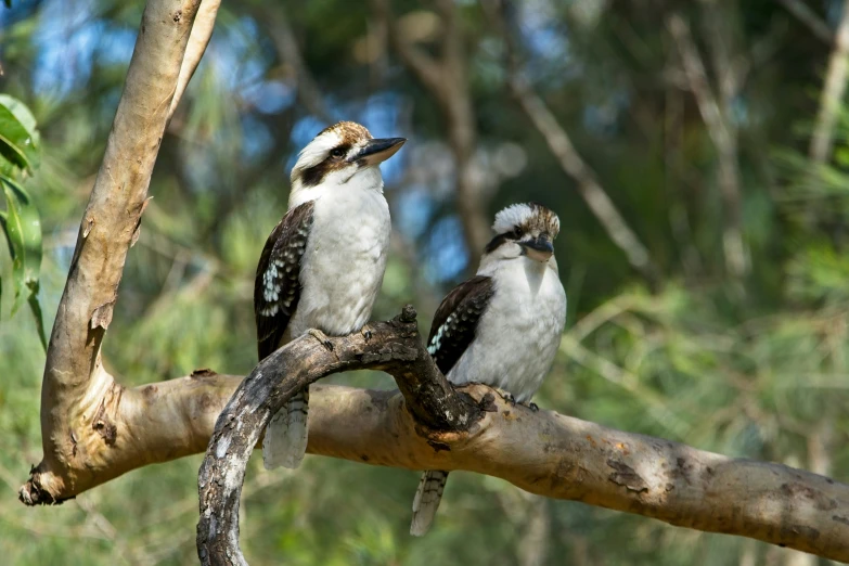 two birds sit on a nch by the woods