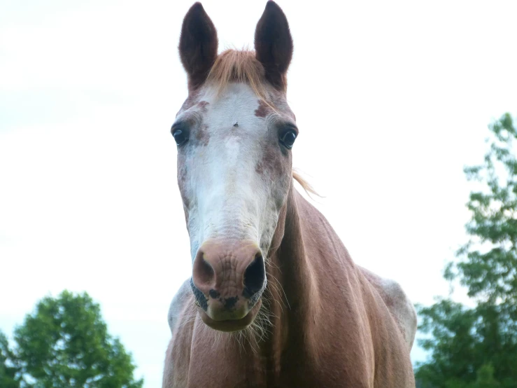 a brown and white horse is close up