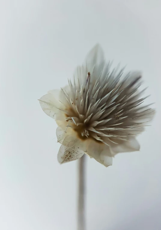 a white flower in the wind with sky in background