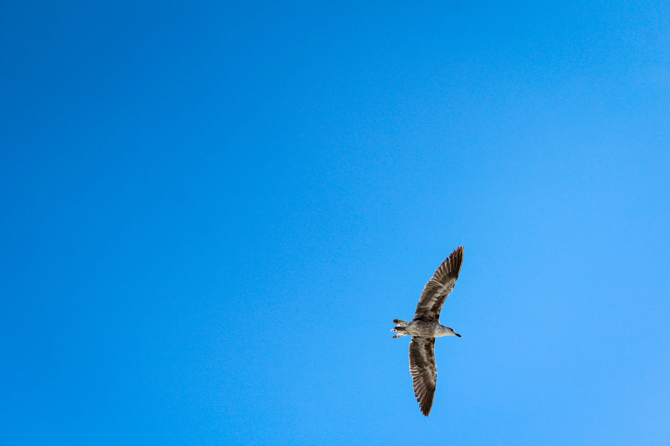 a bird that is flying through the air