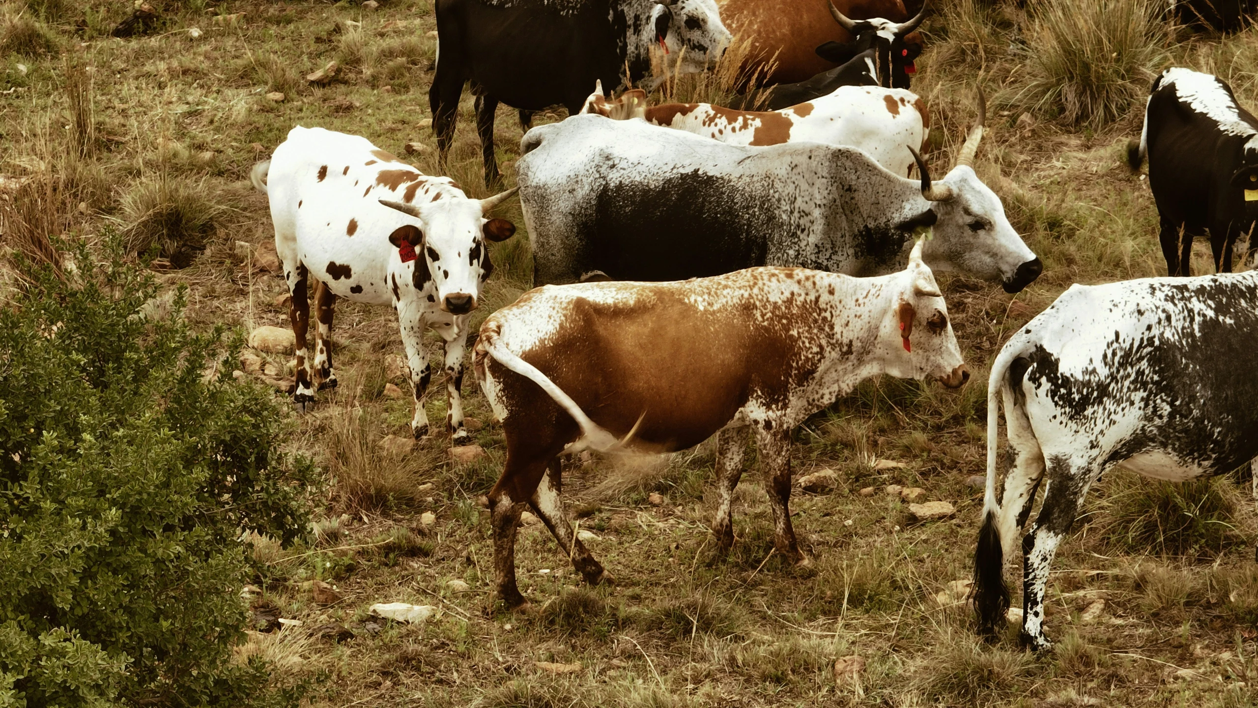 a group of cows that are standing in the grass