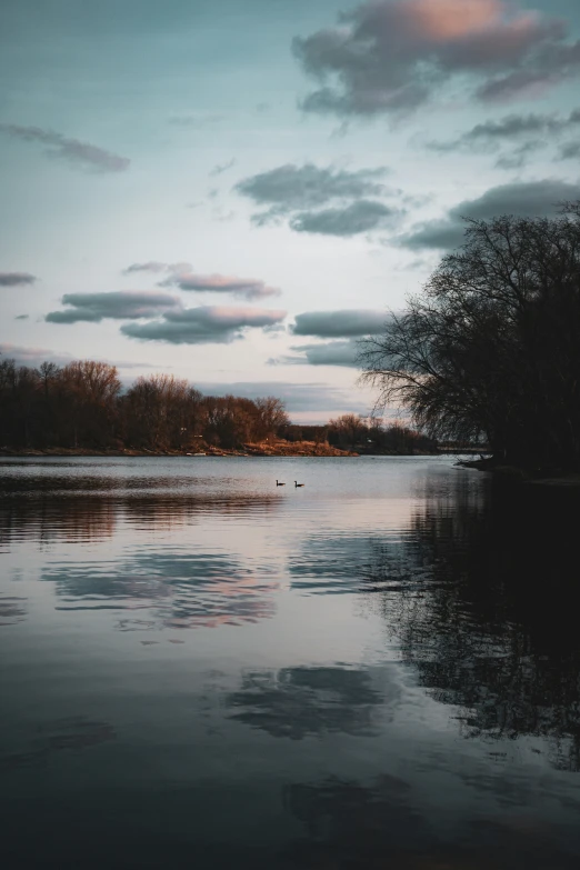 ducks swimming on a body of water with trees around it