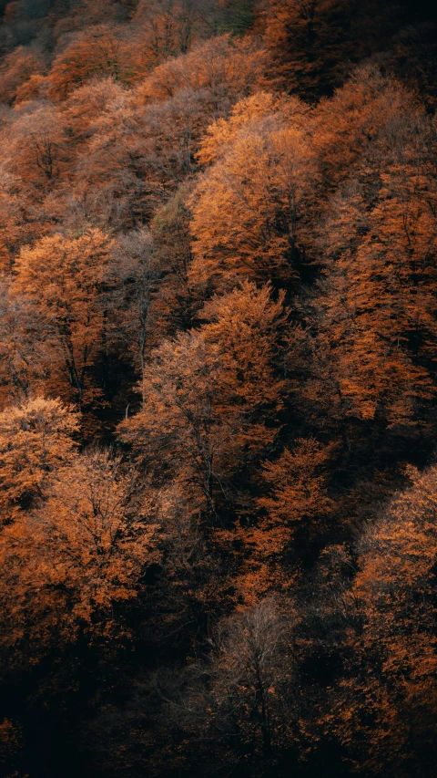 an aerial view of the golden and brown trees