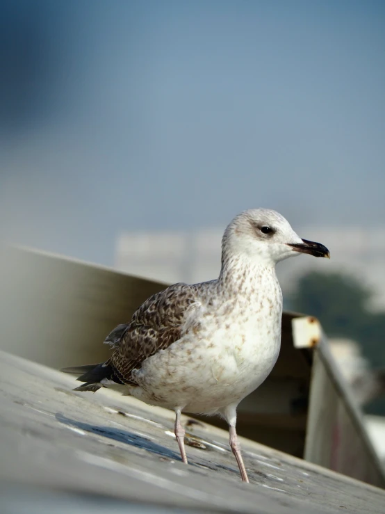 a white and grey seagull standing on a ledge