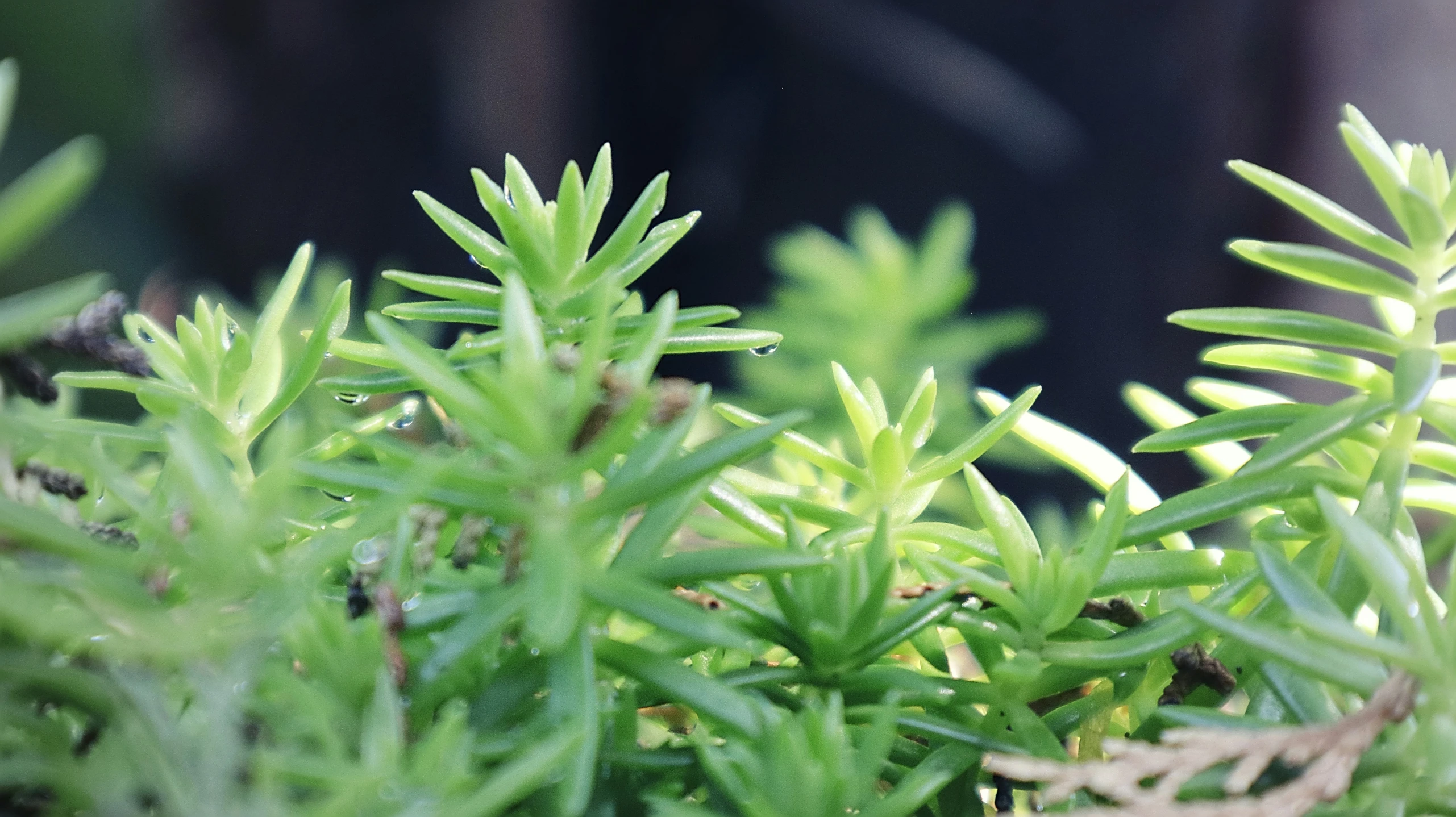 the closeup of some green plants in a bush