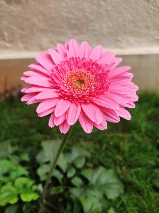 a pink flower that has just been planted