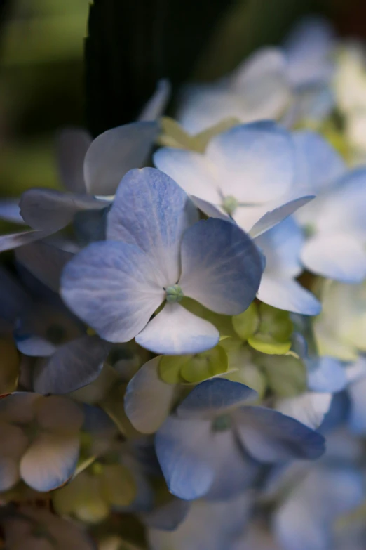 a bunch of blue flowers is surrounded by leaves