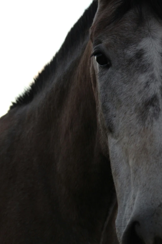 an image of a horse looking back