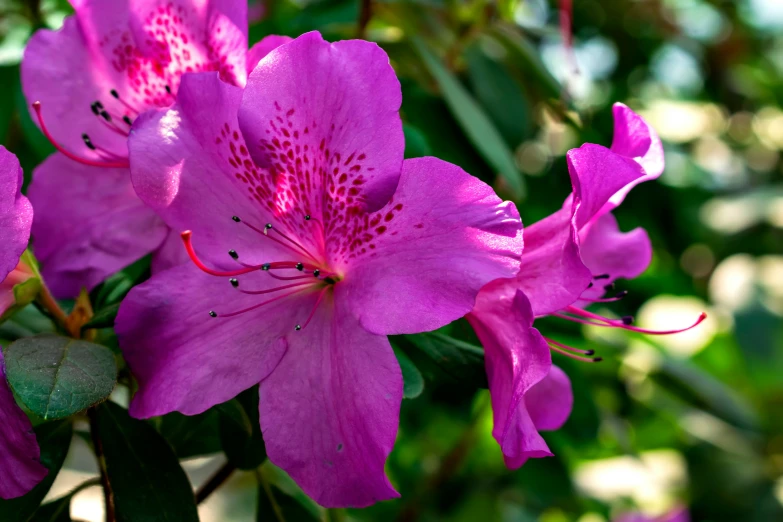 several purple flowers are in bloom together