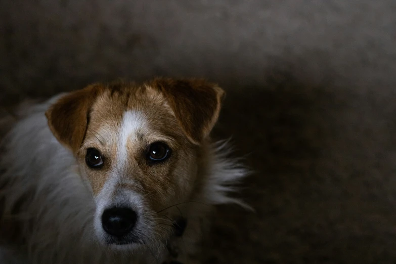 a brown and white dog staring at the camera