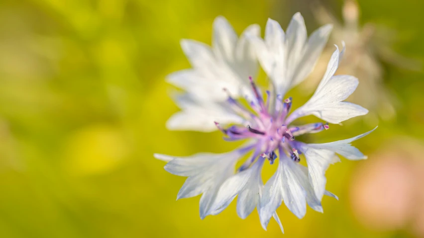 a close up view of a purple and white flower