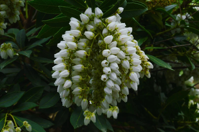 a bunch of white flowers sitting next to a forest