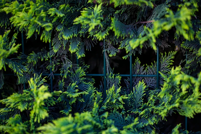 green leaves surrounding a wire fence on the side of a building