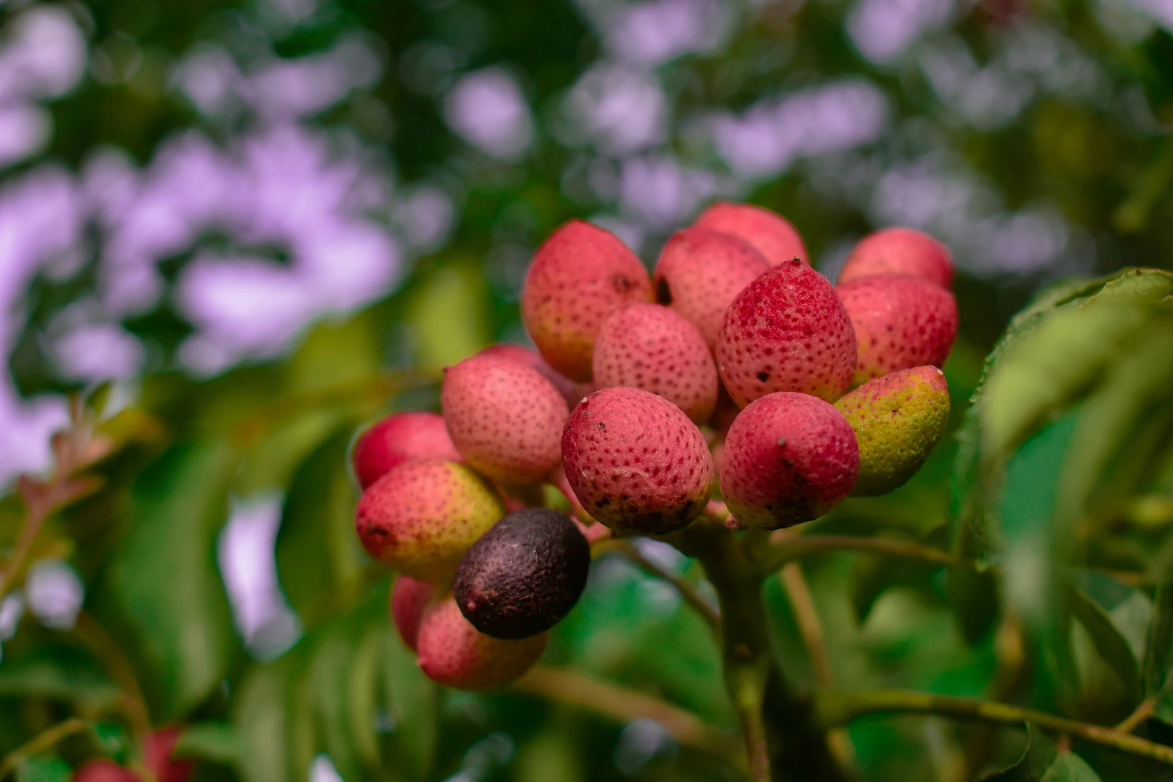 some sort of tree with many fruits growing on it