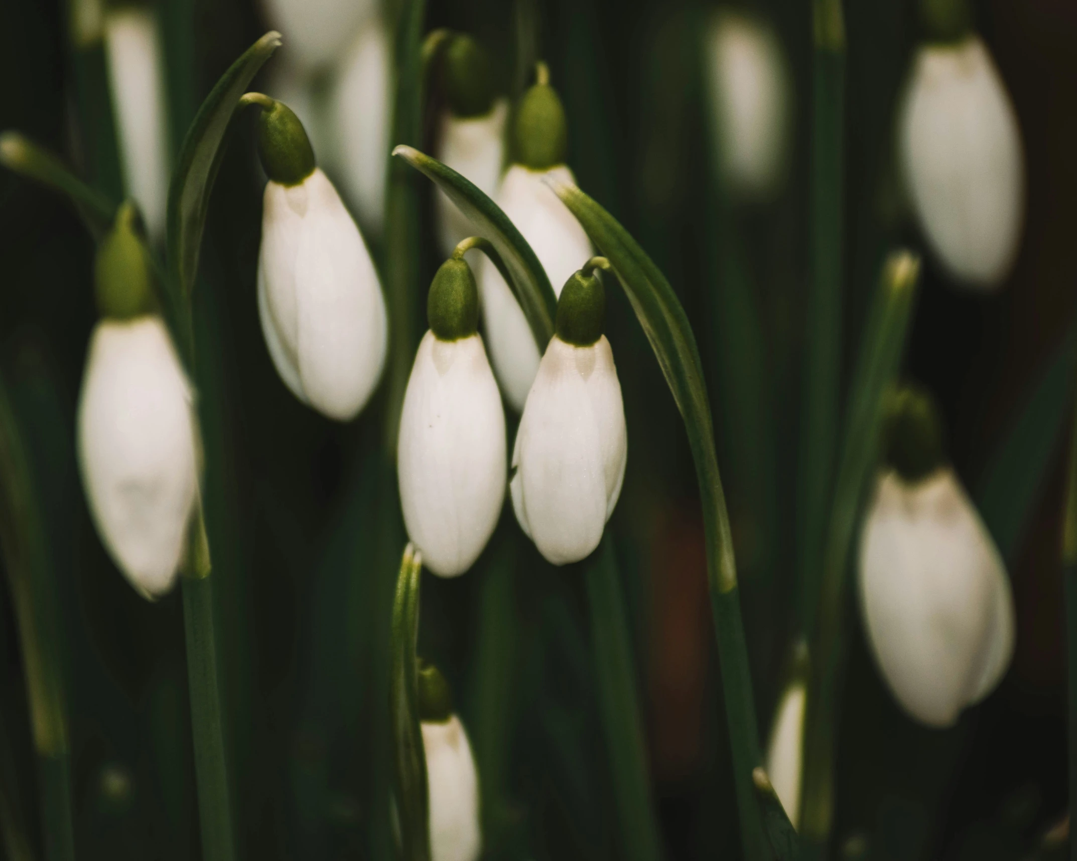 there are small white flowers growing from the ground