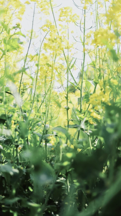 some very pretty flowers and plants with sunshine