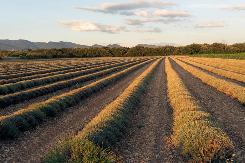 a large field with rows of plants growing on top of it