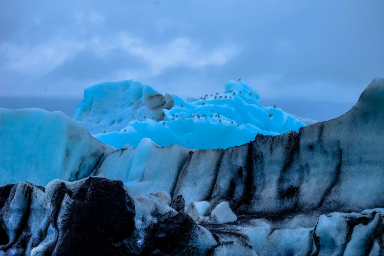 a small group of birds sitting on the edge of a glacier