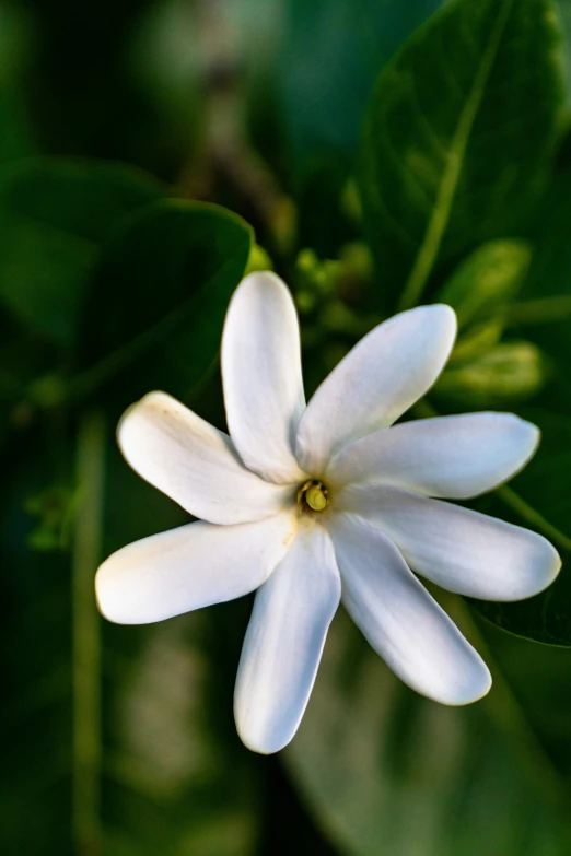 a closeup view of a white flower