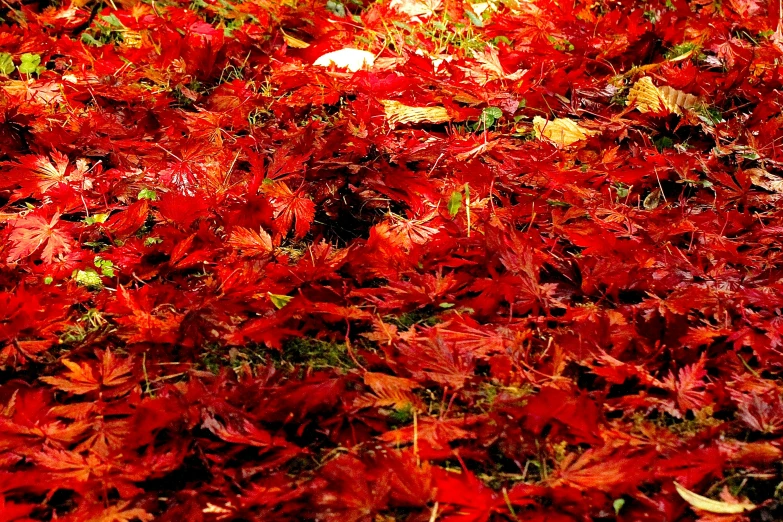 some red leaves and green grass that are all around