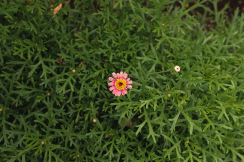 the pink and yellow flower is in front of a grassy background