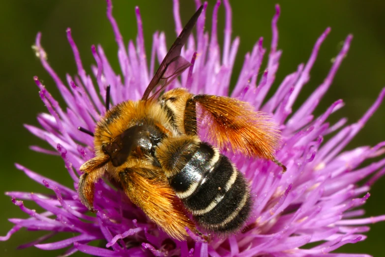 close up of two bees on purple flower