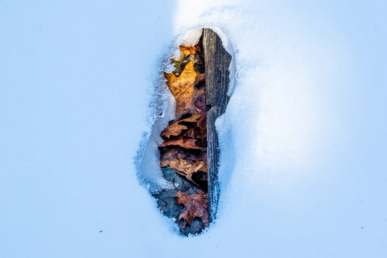 a picture of a snowboarder's sole and leaf covered bottom