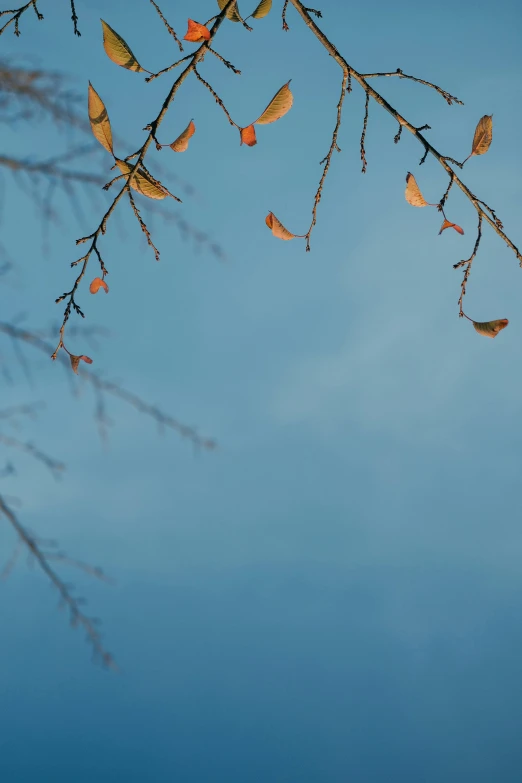 the nch of a leafless tree in front of blue sky