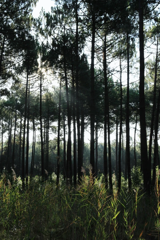 the sunlight shines through the trees and plants on this green field