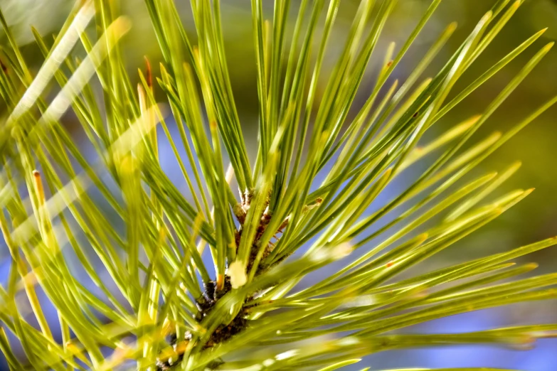 the nch of a pine tree with lots of tiny green leaves