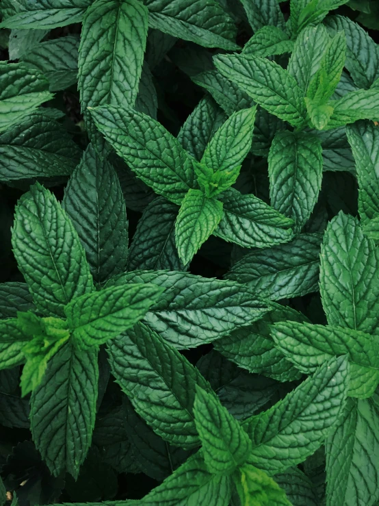 the leaves of mint plants that are green